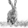 Hopping rabbit black white