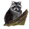 Waschbär