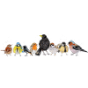 Viele heimische Vögel