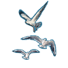 Abstract Seagulls