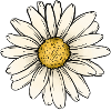 Gänseblümchen