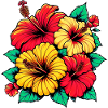Fleurs d’hibiscus