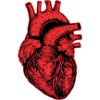 Anatomy Red Heart