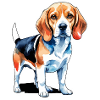 Beagle Wasserfarben