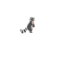 Raccoon heartbeat