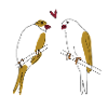 Kanarienvögel