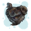 The black silky chicken