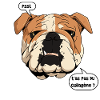 Bulldog and Collagen
