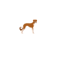 Saluki heartbeat