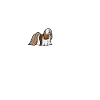 Heartbeat Lhasa Apso