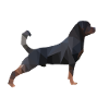 Rottweiler Poly Art