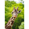 Lustige Giraffe