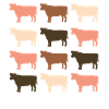 Cows