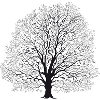 Baum