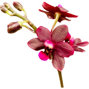 Phalaenopsis La Reine de Porcelaine Orchideenblüte