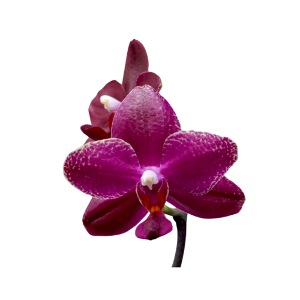 Phalaenopsis Salus Fragrancy Orchideenblüte