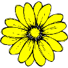 Fleur de tournesol