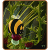 Bumblebee from Lozère
