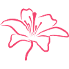 Bloomyvitae Blüte Rosa