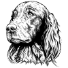 Irish Setter Portrait