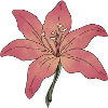 Lily Flower