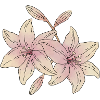 Lily Flowers