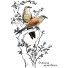 White-browed cuckoo