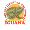 Iguana Reptile Lizard Iguanas Gift