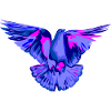 Dove blue