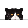 Scotish Straight Cat