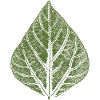 Leaf Bean