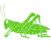 Grasshopper grasshopper