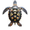 Turtle Reptile Lover Cute Turtles