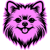Pomeranian Dog Head