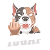 American Bully Idgaf