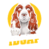 Cocker Spaniel Idgaf