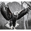 Aigle royale