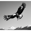 aigle