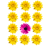 Blüten Blumen Botanik
