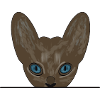 Devon Rex Cat