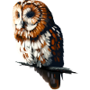 Tawny owl