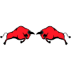 bulls