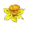 Daffodils Flower Daffodil Daffodils