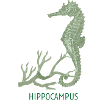 Hyppocampus