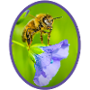 Abeille sur fleur violette - ovale
