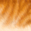 Red cat fur