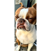 Pablo the dog