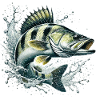 Zander
