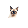 I'm getting by a
