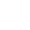 White Lotus Flower